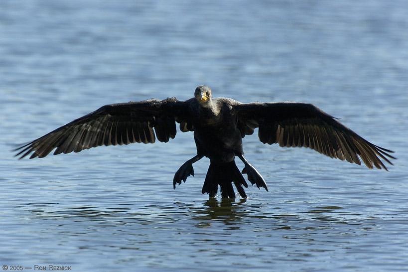 Nature, Wildlife and Pet Photography