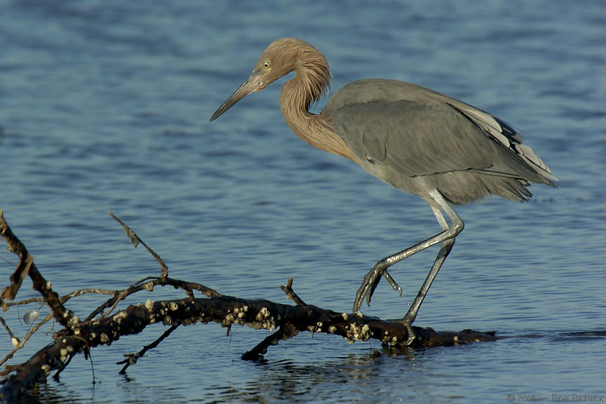 Nature, Wildlife and Pet Photography